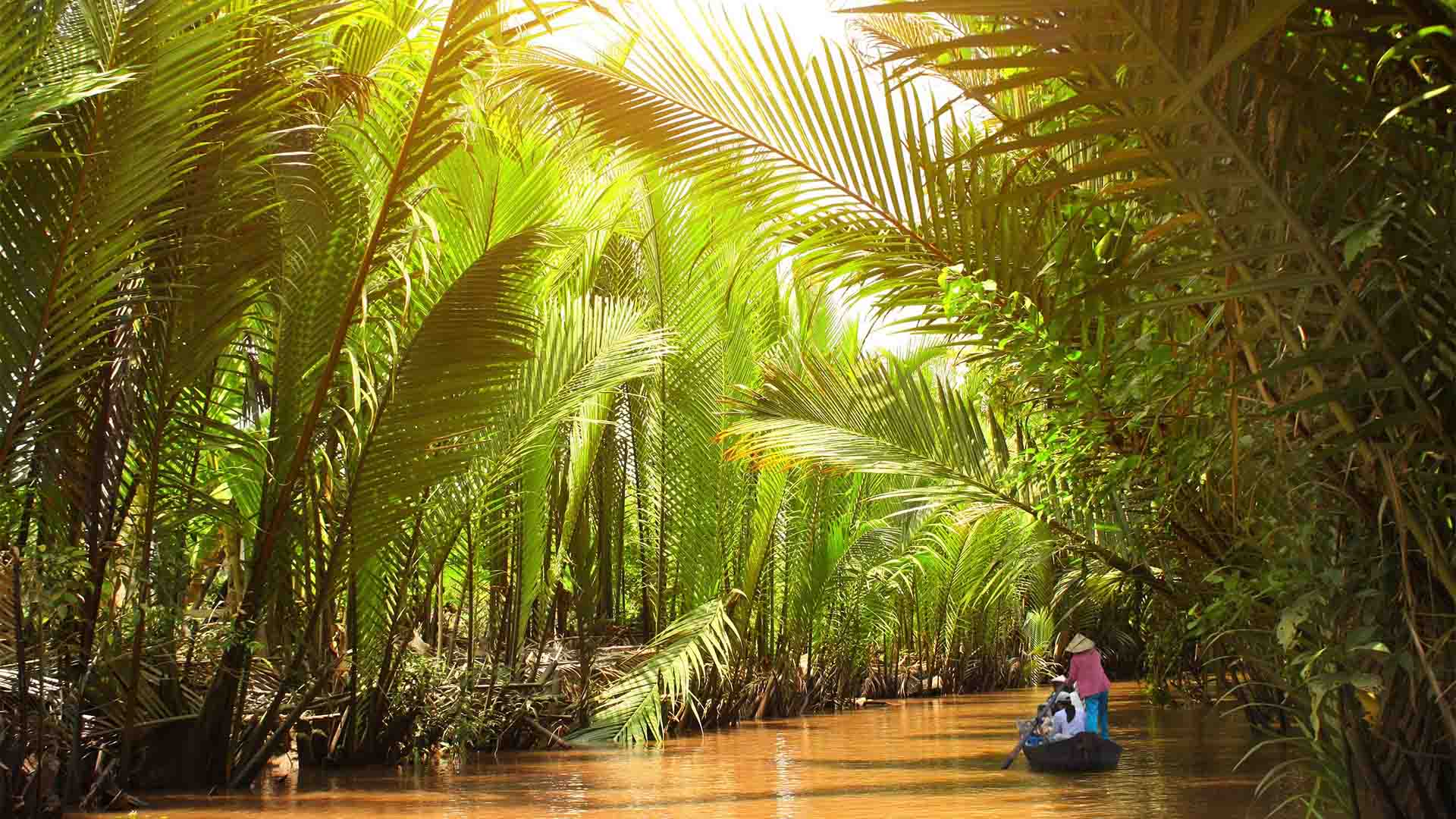 Mekong-Delta-Vietnam cocotree