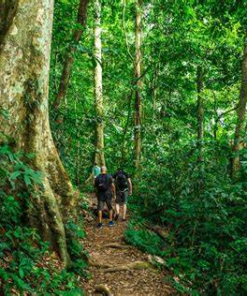 CUC PHUONG NATIONAL PARK FULL DAY TOUR